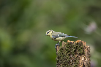 野生动物山雀摄影图