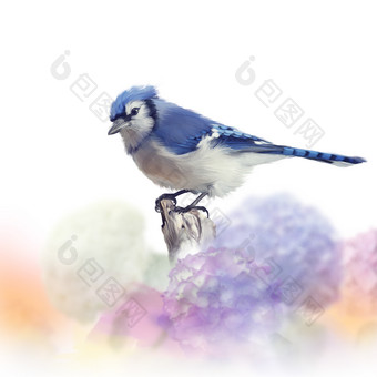 一只蓝色小鸟摄影图