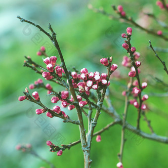 <strong>树枝</strong>上的花朵花苞