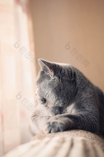 暖色调灰猫摄影图