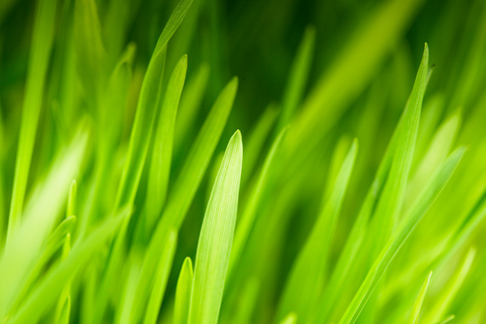 嫩绿的小草叶子摄影图