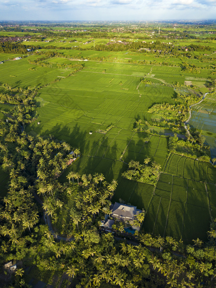 绿色清新种植的大片农田摄影图