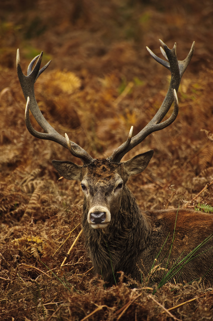 暗色调草地中的一头鹿摄影图