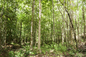 绿色调小树林摄影图