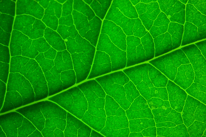 绿色调一片大叶子摄影图