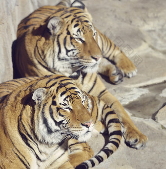 深色调两只老虎摄影图