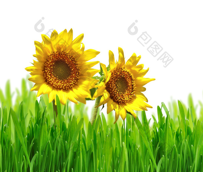 绿色调草地中向日葵摄影图