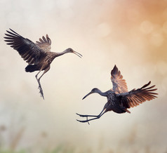 展翅飞翔的鹤鸟摄影图