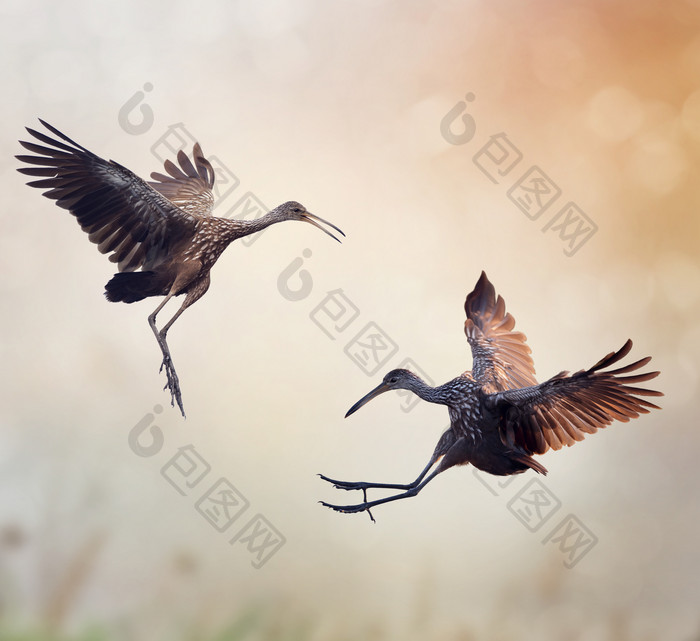 展翅飞翔的鹤鸟摄影图