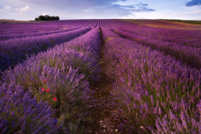 薰衣草花angustifolia领域割草场