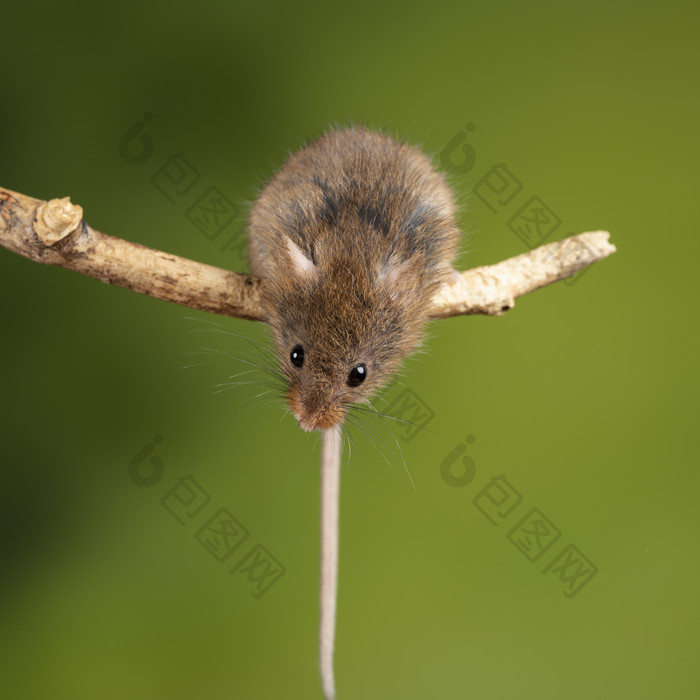 树枝上可爱的老鼠