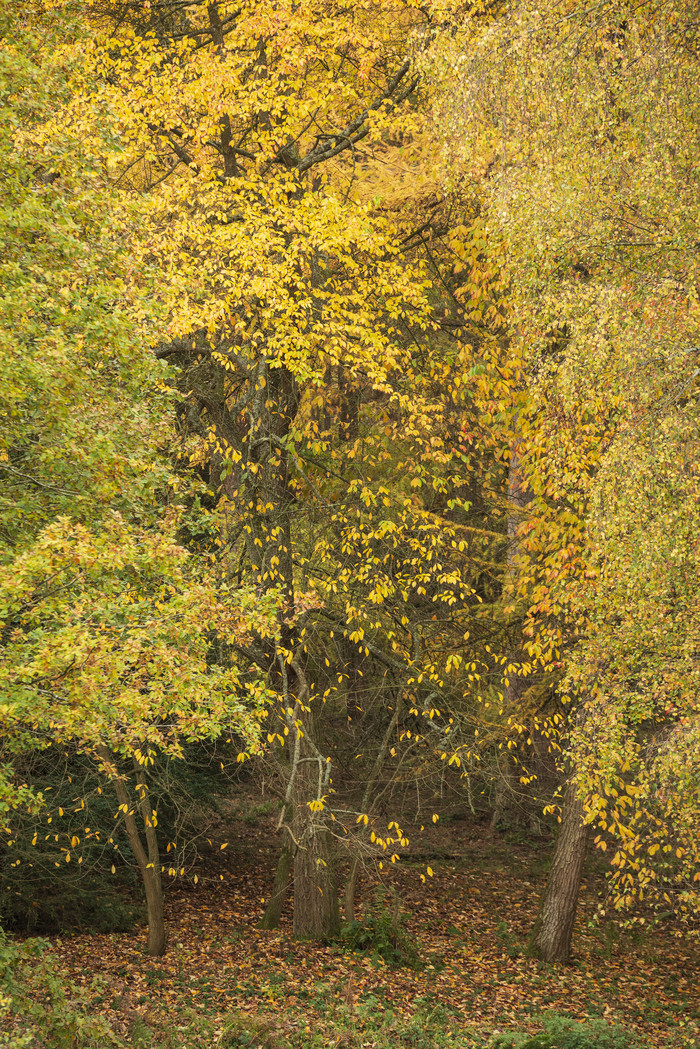 秋季树叶凋落变黄图片