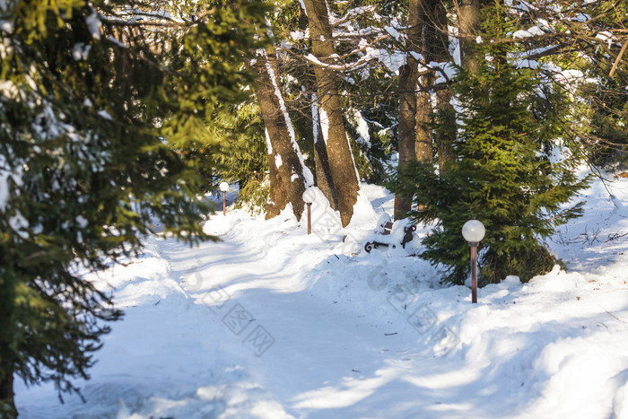 冬天雪地上的树木摄影图
