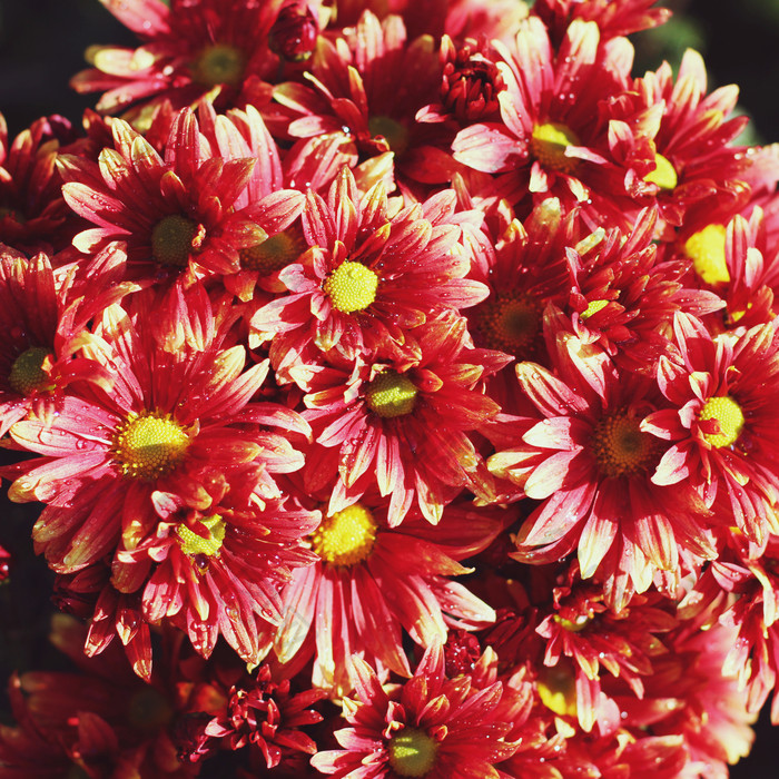 红色洋甘菊花簇摄影图