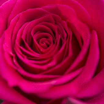 娇艳的红玫瑰摄影图