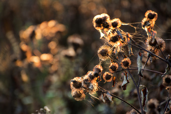 秋季阳光下的植物