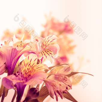 娇艳的鲜花花朵摄影图