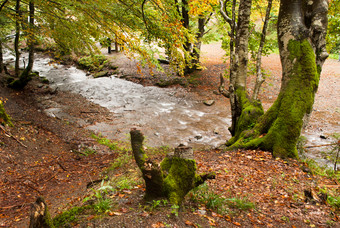 林中的河水流水摄影图