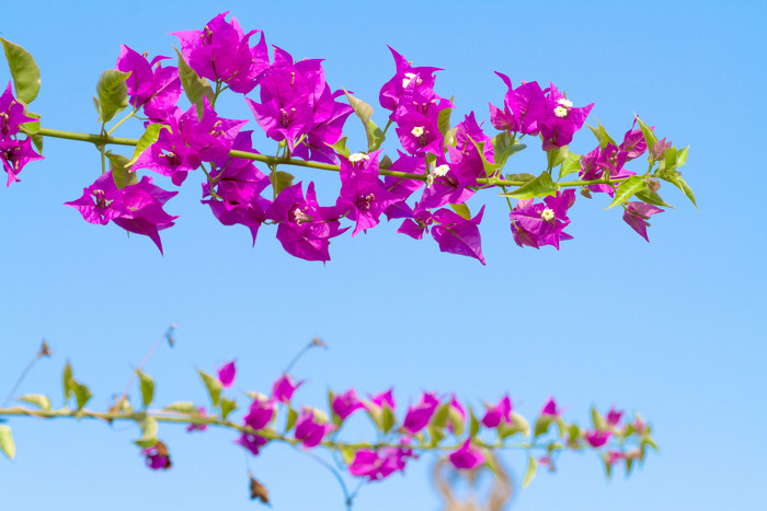蓝天花植物季节摄影风景盛开的花大自然旅游