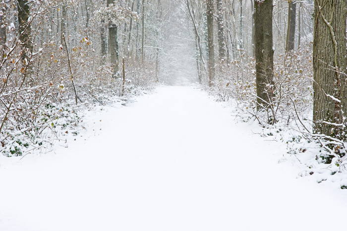 暗色调雪后的林中摄影图