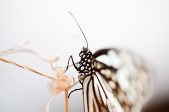 简约一只小蝴蝶摄影图