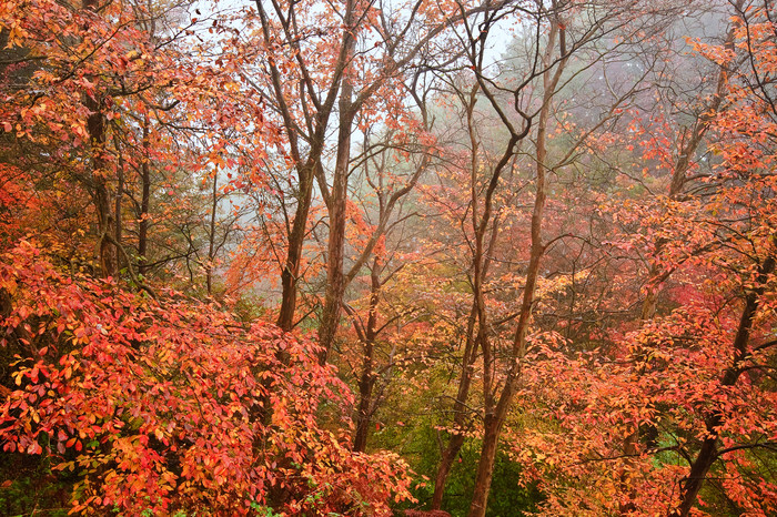 暗色调秋天山中红叶摄影图