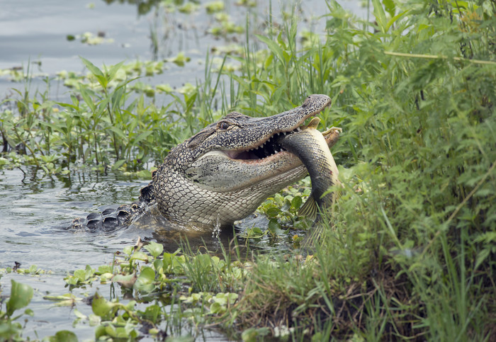 湖水中的野生鳄鱼