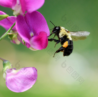 清新花上的蜜蜂摄影图