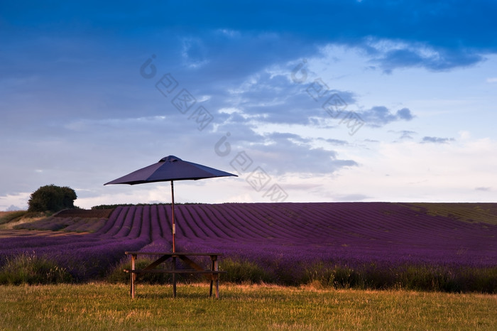 紫色花田边的遮阳伞