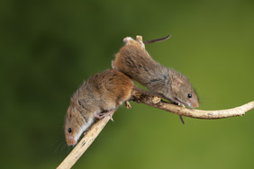 两只小老鼠趴在树枝上