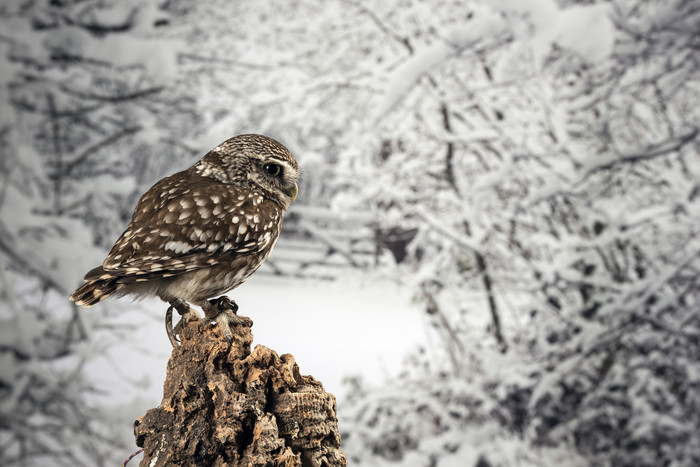下雪天觅食的小鸟