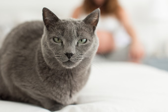 一只灰色猫咪摄影图