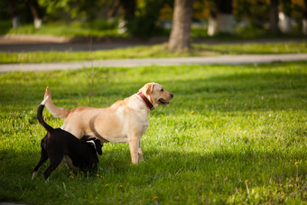 草地上玩耍的小狗摄影图