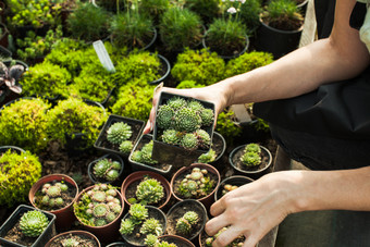 多肉植物<strong>绿植盆栽</strong>