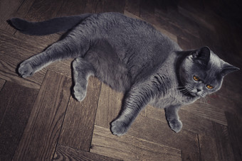 暗色调<strong>躺着</strong>的宠物猫摄影图