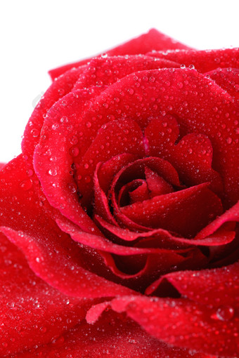 红玫瑰鲜花上的水珠