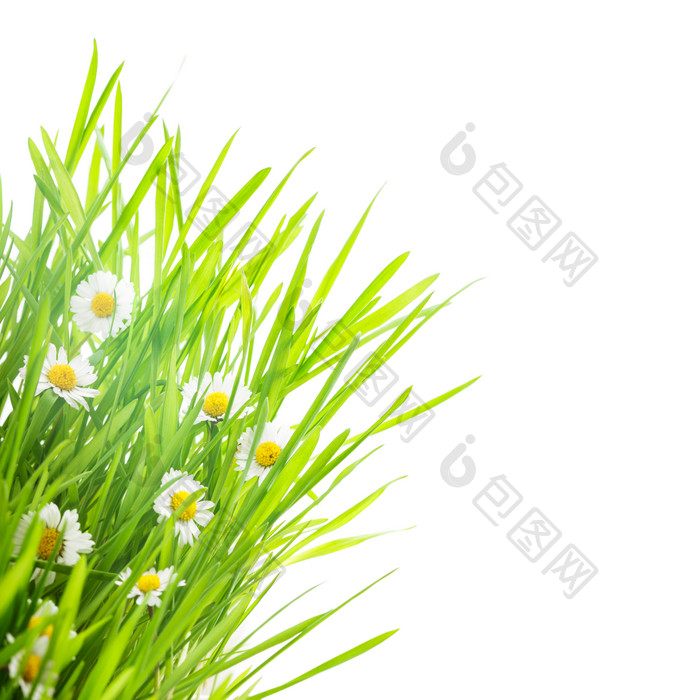 绿草草丛中的小白花