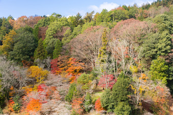 秋天山林树木摄影图