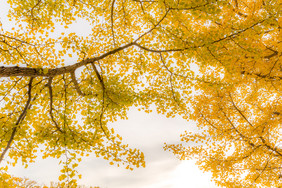 秋季大树树枝