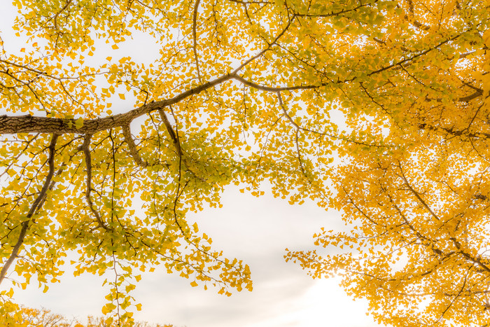 秋季黄色大树树枝