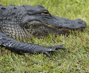 深色草地中的一条鳄鱼摄影图