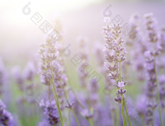 紫色调漂亮小花朵摄影图