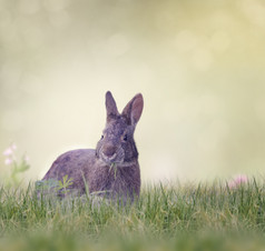 深色调一只小兔子摄影图