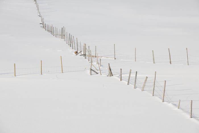雪地上的木桩摄影图