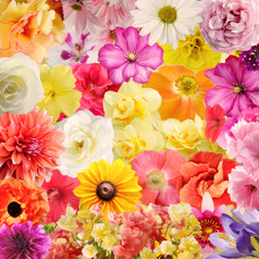 娇艳的彩色鲜花摄影图
