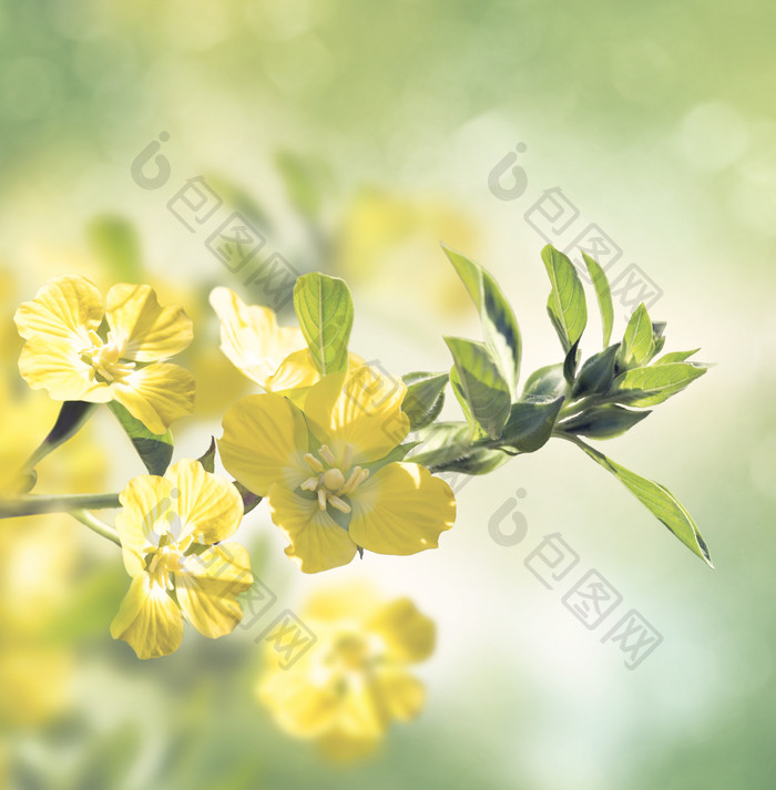 黄色的花朵和树叶素材