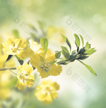 黄色的花朵和树叶素材