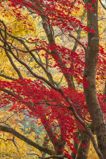 秋季树林里的红叶和<strong>黄叶</strong>