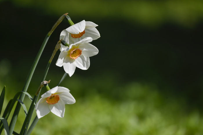 白色小花植物摄影图