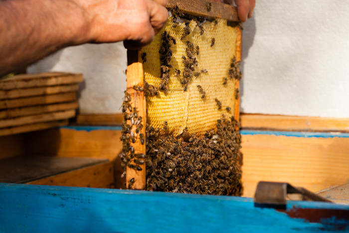 养蜂人检查蜂箱摄影图